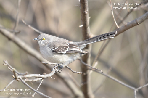 Northern Mockingbird - Mimus polyglottos by USWildflowers, on Flickr