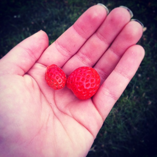Mmmm.....strawberries straight from my garden#strawberries #gardening