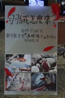 攤位上同時展示了活拔鵝毛的照片，一隻隻活生生的鵝胸前只剩下一片血紅