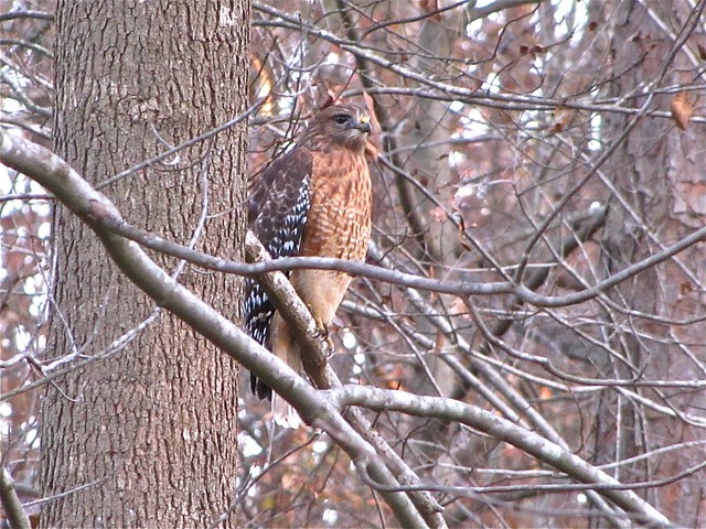 Red-shouldered Hawk in Raleigh, NC 02