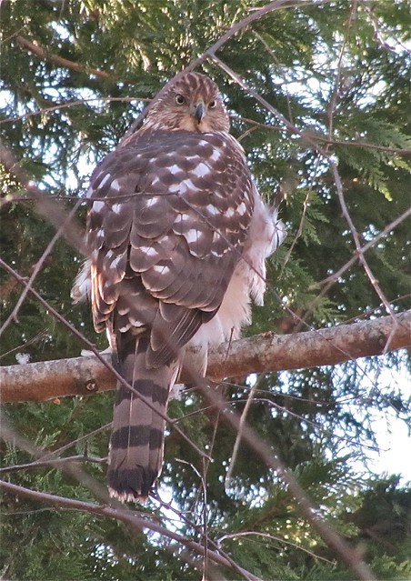Cooper's Hawk at Lake Junaluska in Haywood County, NC 22