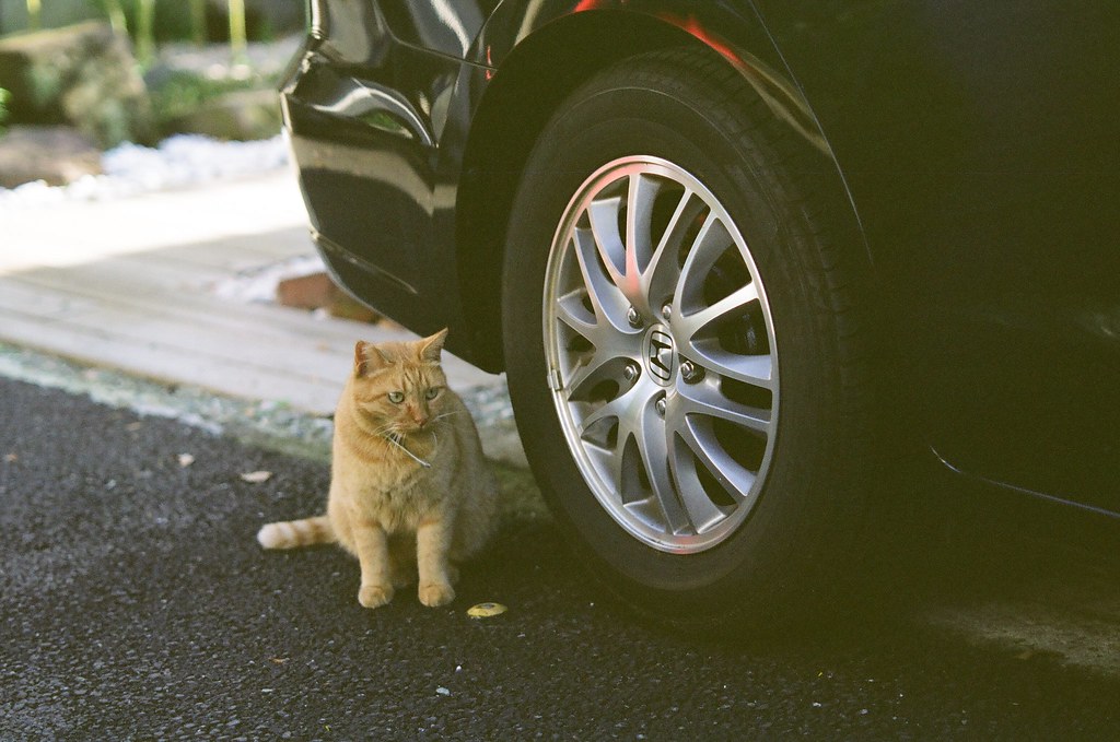 車と猫