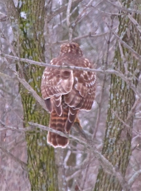 Red-shouldered Hawk in Downs, IL 06