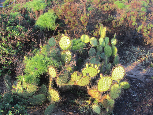 prickly pear at Point Dume