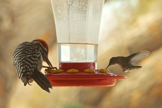 Sharing a nectar feeder