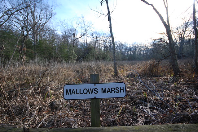 Along the trail we found this neat marsh and all we could think about were s'mores!