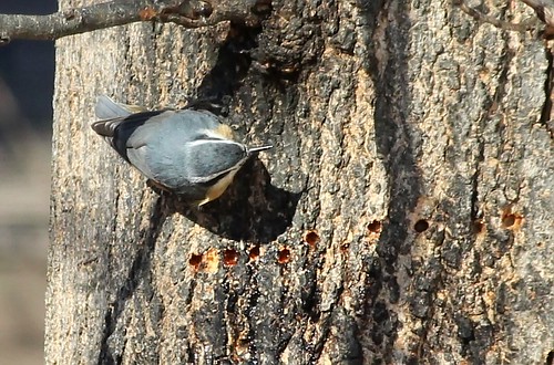 Red-breasted Nuthatch by Karen Bonsell