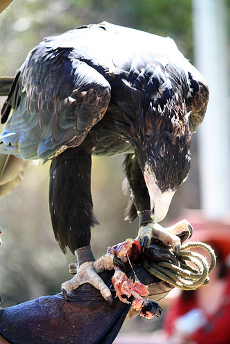 Wedge Tailed Eagle - Birds of prey (Kangaroo Island)