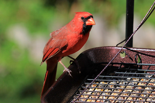 Northern Cardinal (male) 3