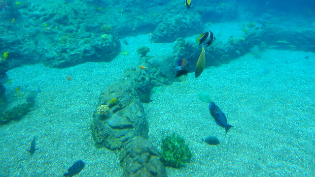 Fish in the reef