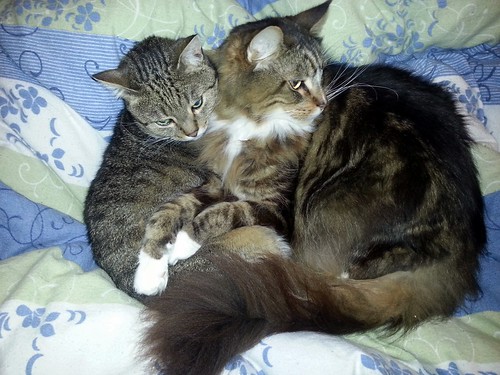 Odiin und Adonis, wahre Katzen-Männer-Freundschaft