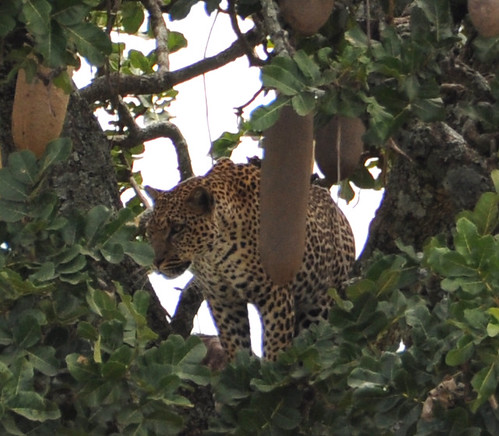 Leopard in Sausage Tree