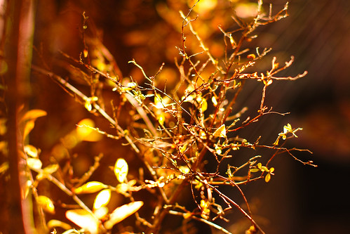 The branch dyed the golden color which shines with the yard by leicadaisuki