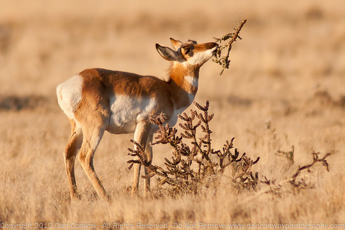 Northern Pronghorn Antelope by Dan W Conway