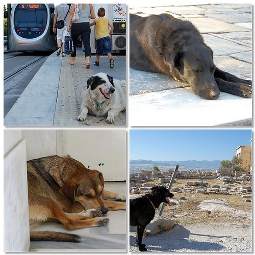 dogs of athens