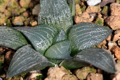 Haworthia marxii GM605 Cl1 by jeffs bulbesetpots