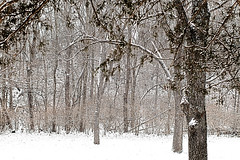 Winter Trees