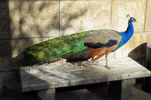 Peacock, Museo de la Ciudad. Havana, Cuba (A. Kotok)
