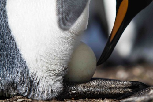 king penguin and egg by Derek Pettersson