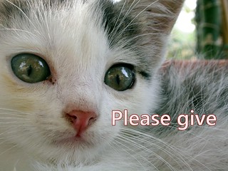 Kitten with GIVE NOW