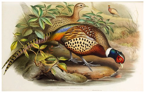 018-Chinese Ring-necked Pheasant-The birds of Asia vol. VII-Gould, J.-Science .Naturalis