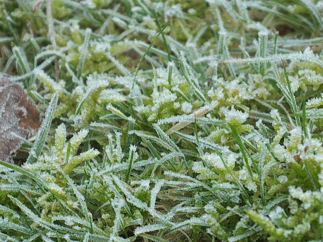 DSC_5342 Frosted grass