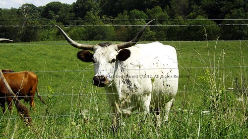 LongHorn by countrylife4me1