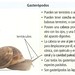 Clasificación de los Gasterópodos