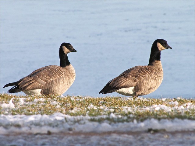 Cackling Geese at State Farm Corporate South in McLean County, IL 05
