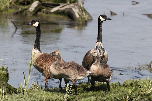 Canada Geese (family)