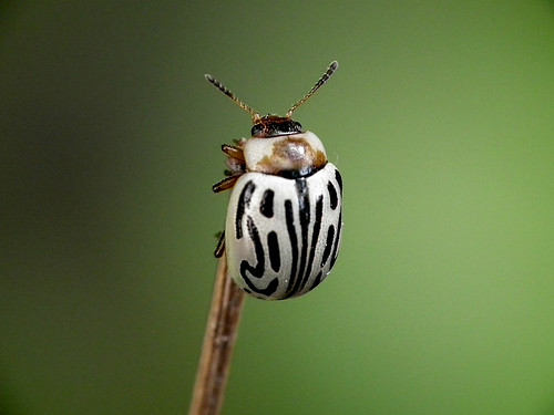 Ladybug by M.Shafiq Chandaiser