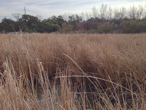 Cattails by the Parmer bridge