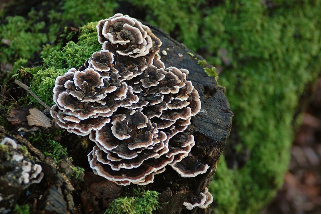 A brown and white ringed fungus growing on a tree stump