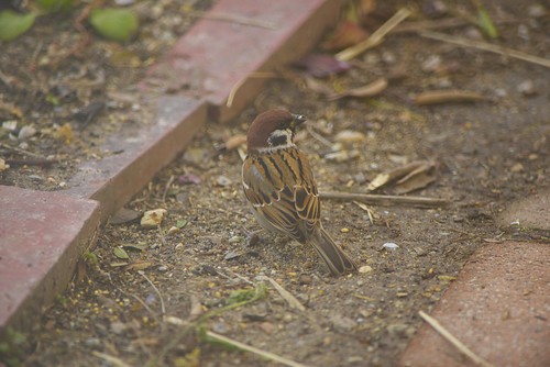 スズメ sparrow