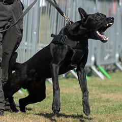 ASTLE HAMPSHIRE/TVP POLICE DOG
