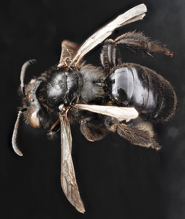 Andrena nigerrima, F, back, South Dakota, Pennington County_2012-12-13-14.14.28 ZS PMax