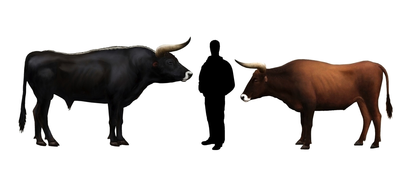 What is the difference between an ox and a bull?