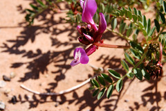 Astragalus in Utah