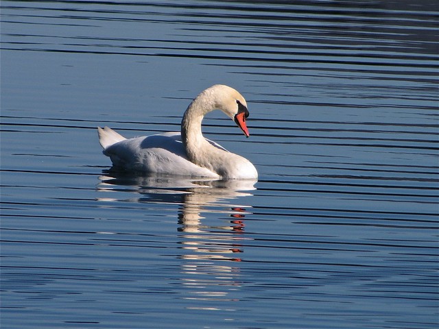 Mute Swan at Lake Junaluska in Haywood County, NC 03