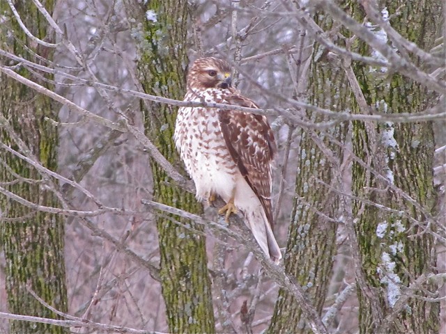Red-shouldered Hawk in Downs, IL 03