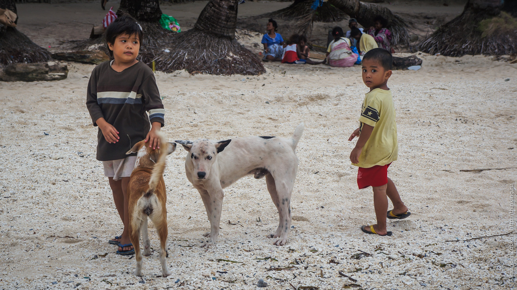 Собаки на острове Боракай