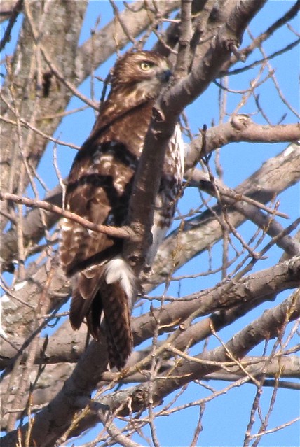 Red-tailed Hawk (Juvenille) at Moraine View State Park