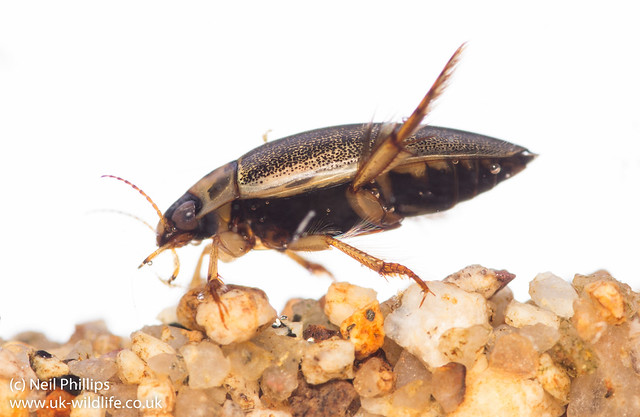 Rhantus diving beetle-2
