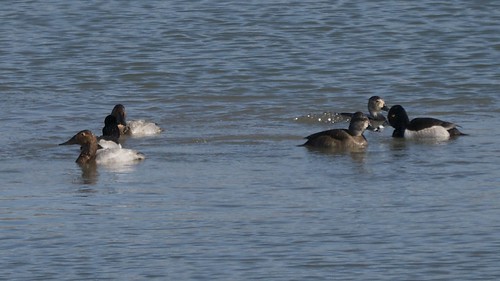 Canvasbacks and Ring-necked Ducks