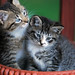 two cute kittens in basket