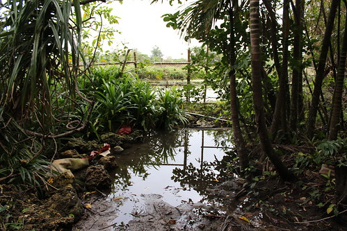 香蕉灣堅實的海岸林維持地下水源，造就全台首屈一指的陸蟹棲地。