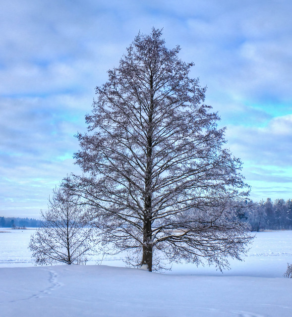 0337 - Lithuania, Trakai, Tree HDR