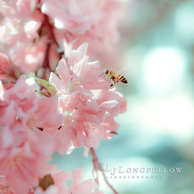 Spring Bee 35/365