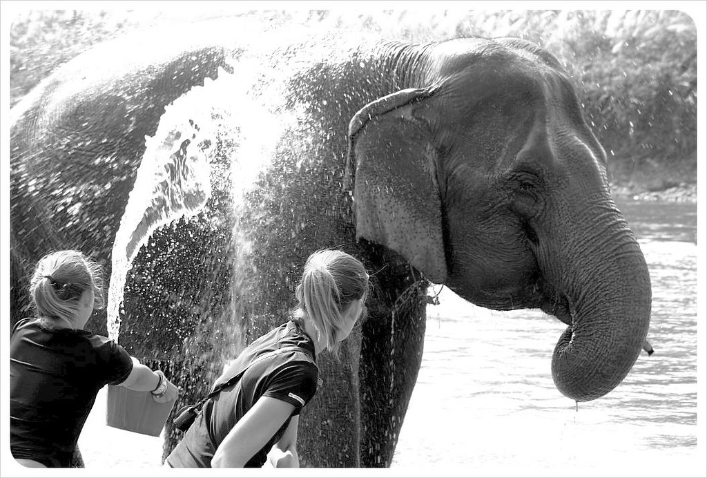 shannon & ana washing the elephant