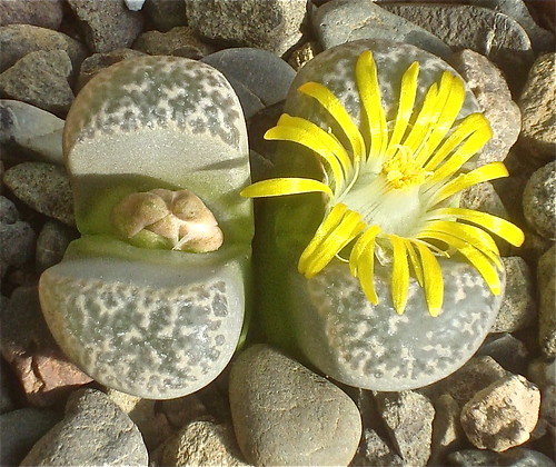 Lithops naureeniae by cactusjohn
